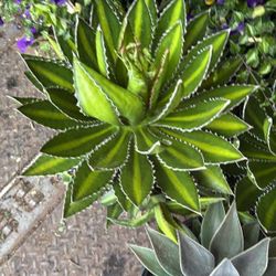 Agave Lophantha – 3 Gallon | Bold, Low-Maintenance Beauty – $45