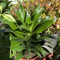 🌿Super Healthy Dracaena 'Janet Craig 14” Height 6” Nursery pot🌿PLS READ DESCRIPTION🌿