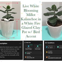 Live White Blooming Millot Kalanchoe in a White Fire Glazed Clay Pot w/ Bird Accent