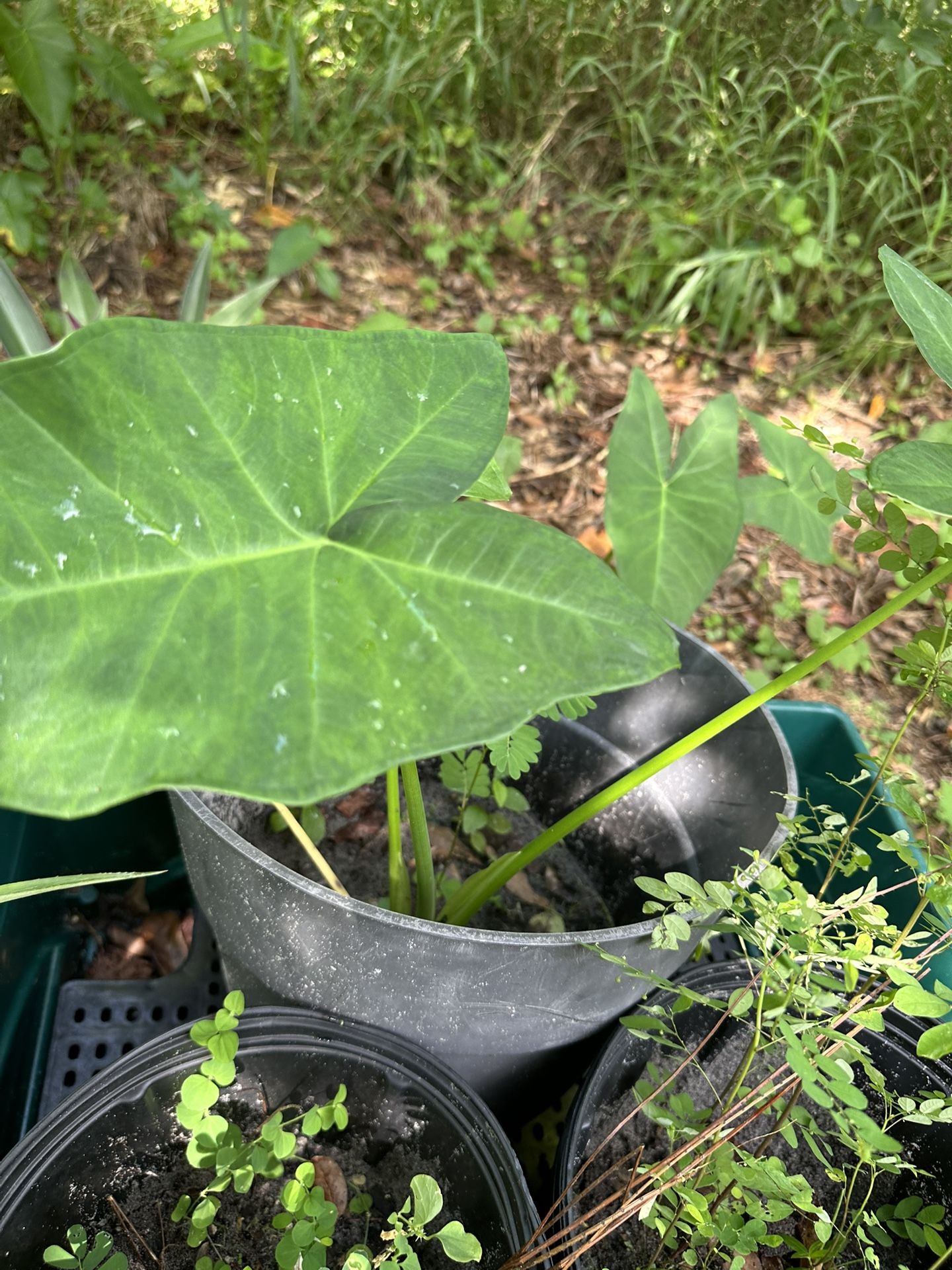 Grow Huge elephant Ears