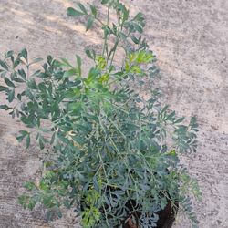 Ruda Plant 