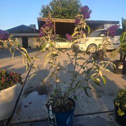 Butterlfly bush plant
