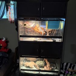 Lizard Tanks And Holder