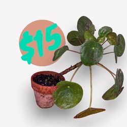 Pilea peperomioides, UFO PLANT, PANCAKE PLANT