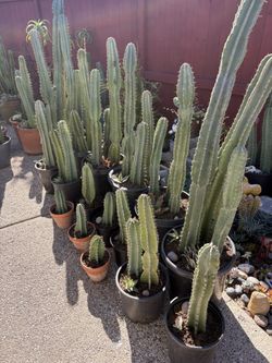 Cactus Garden Plants 