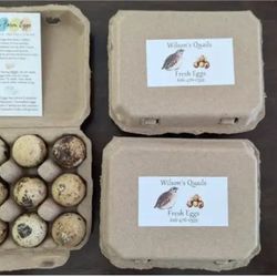 Fresh Quail Eggs 