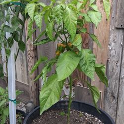 Habanero Plant 