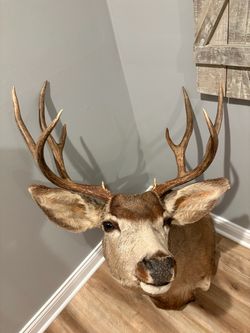 Taxidermy-Mule deer shoulder mount