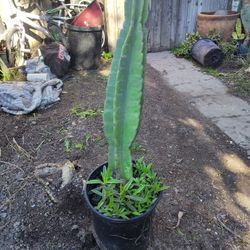 Peruvian Apple Cactus Plant