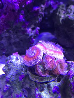 Acan coral