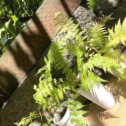 Brasken (Eagle Fern) Perennial Plant.