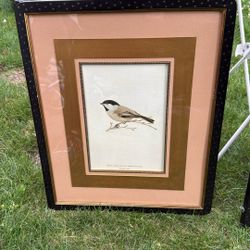 Bird Pictures 