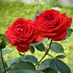 Rare European, Japan rose plants ,      Red Apple