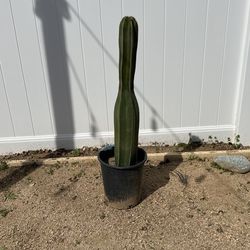 Mexican Fence Post Cactus