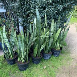 Snake Plants 