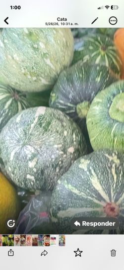 Planta de ayotios salvadoreños para pupusas