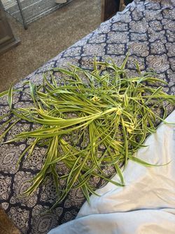 Spider Plant Babies
