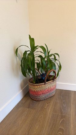 Draecena plant with basket and water globe