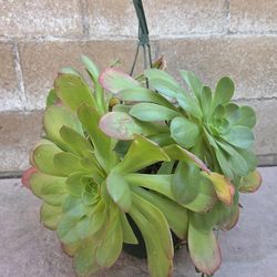 Hanging Suculent Plant