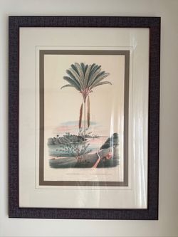Framed Botanical Palm Tree Prints