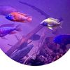 CoolfinsAquatics 