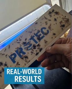 PROTEC Scented Glue Traps – Multi-Purpose Insect Boards (12-Pack, Commercial Grade, New) Great For Fly Lights!