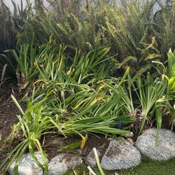 Free- Agaphantas & Firn . Already Removed from ground and Ready For Pickup