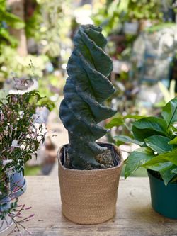 Plants (1gallon pot🌿Spiral Cactus )