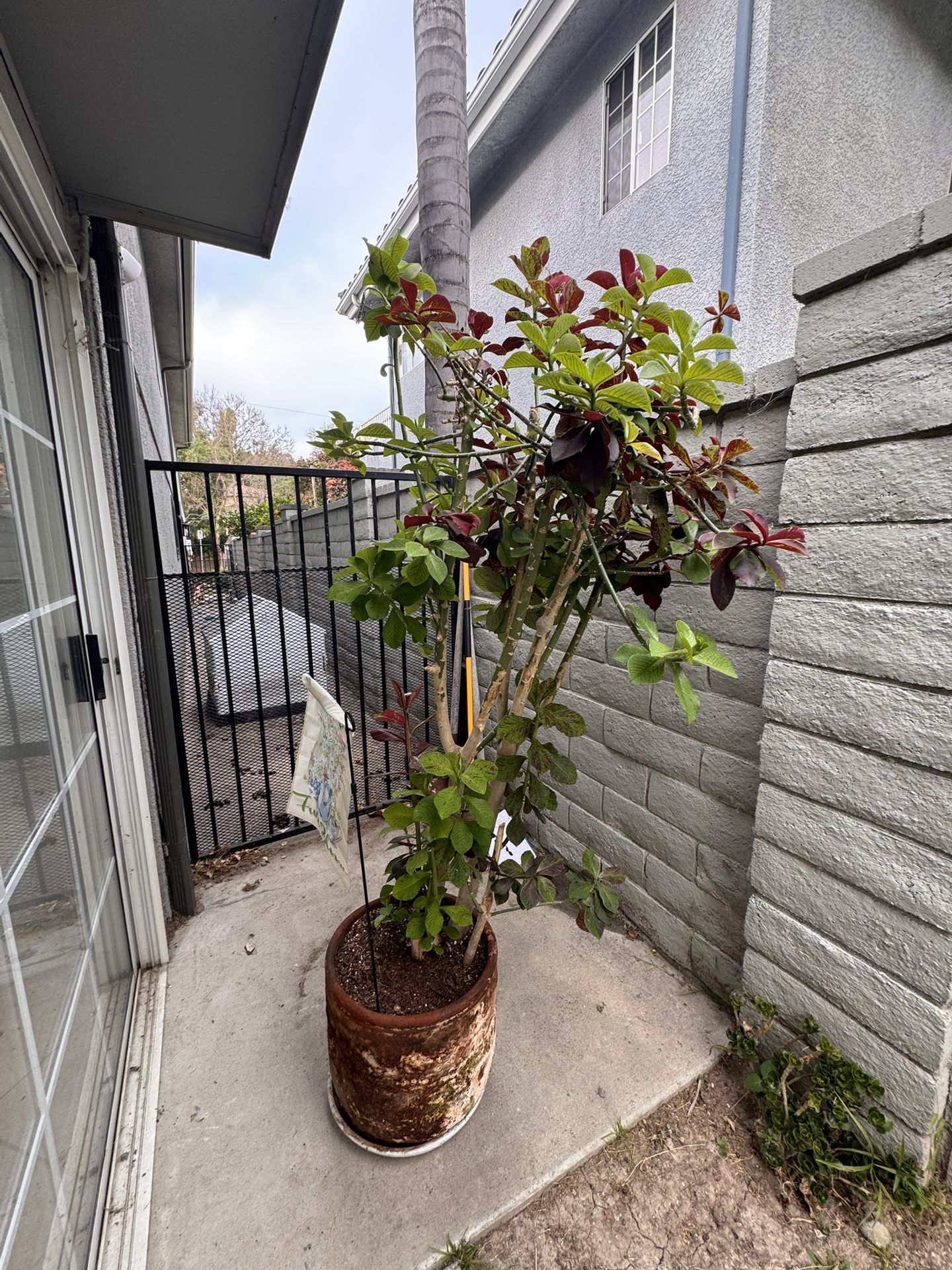 Plants With Pots For Sale 