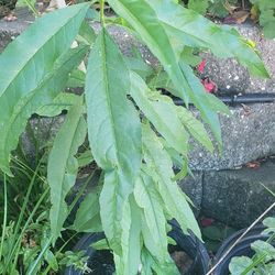 Peach Plants 