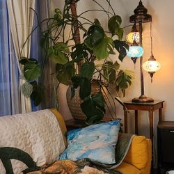 Big, Beautiful Monstera Plant