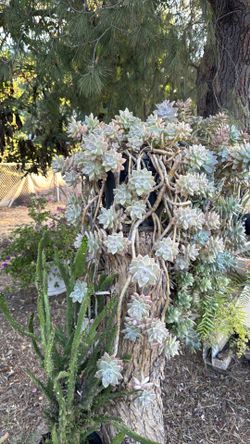 Succulent