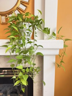 Largo Neón Photos House Plant in a Ceramic Planter Pot with Drainage
