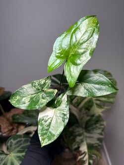 Syngonium Albo
