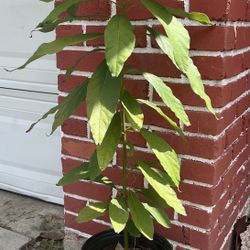 Hass Avocado Plant
