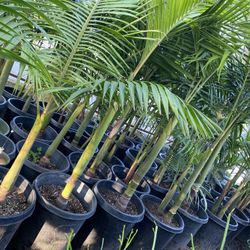 King Palm $75 Each