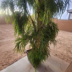 Synthetic Plant. Large