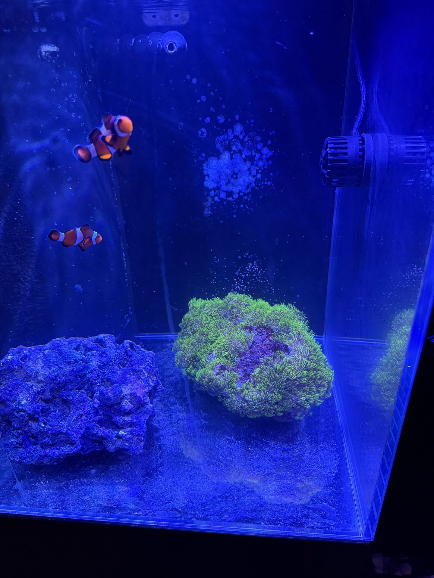 Saltwater Tank Reef Coral Decorations