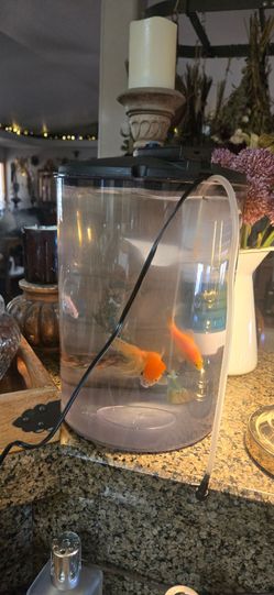 2 gallon fish tank