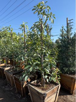 Hass avocado trees