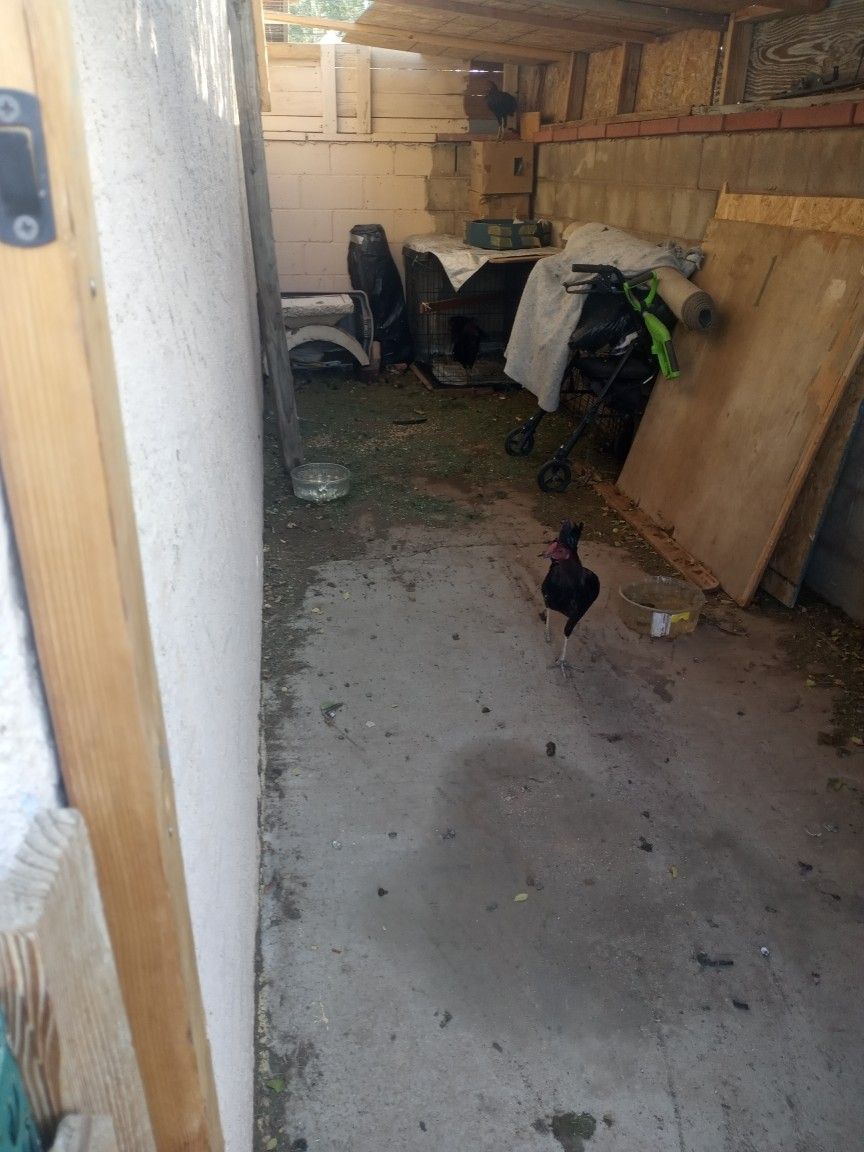 Gallos De Pelea