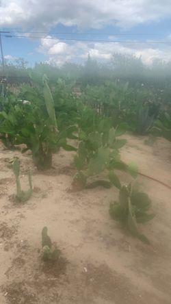 Nopales