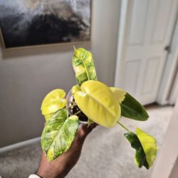 Burle Marx Variegated