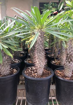 Madagascar palms