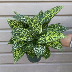 6” dieffenbachia reflector