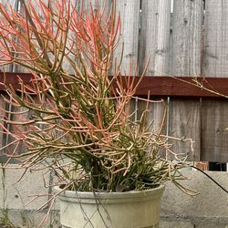 Cream ceramic pot- Plant Bonus