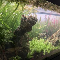 Aquarium Shrimp Decor