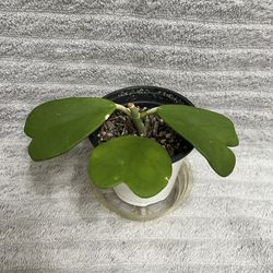 Hoya Kerii