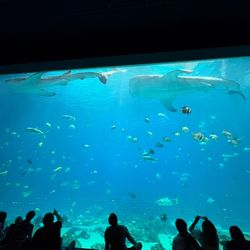 Georgia aquarium Tickets