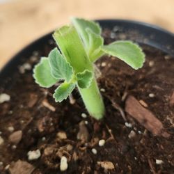 Boldo Plant